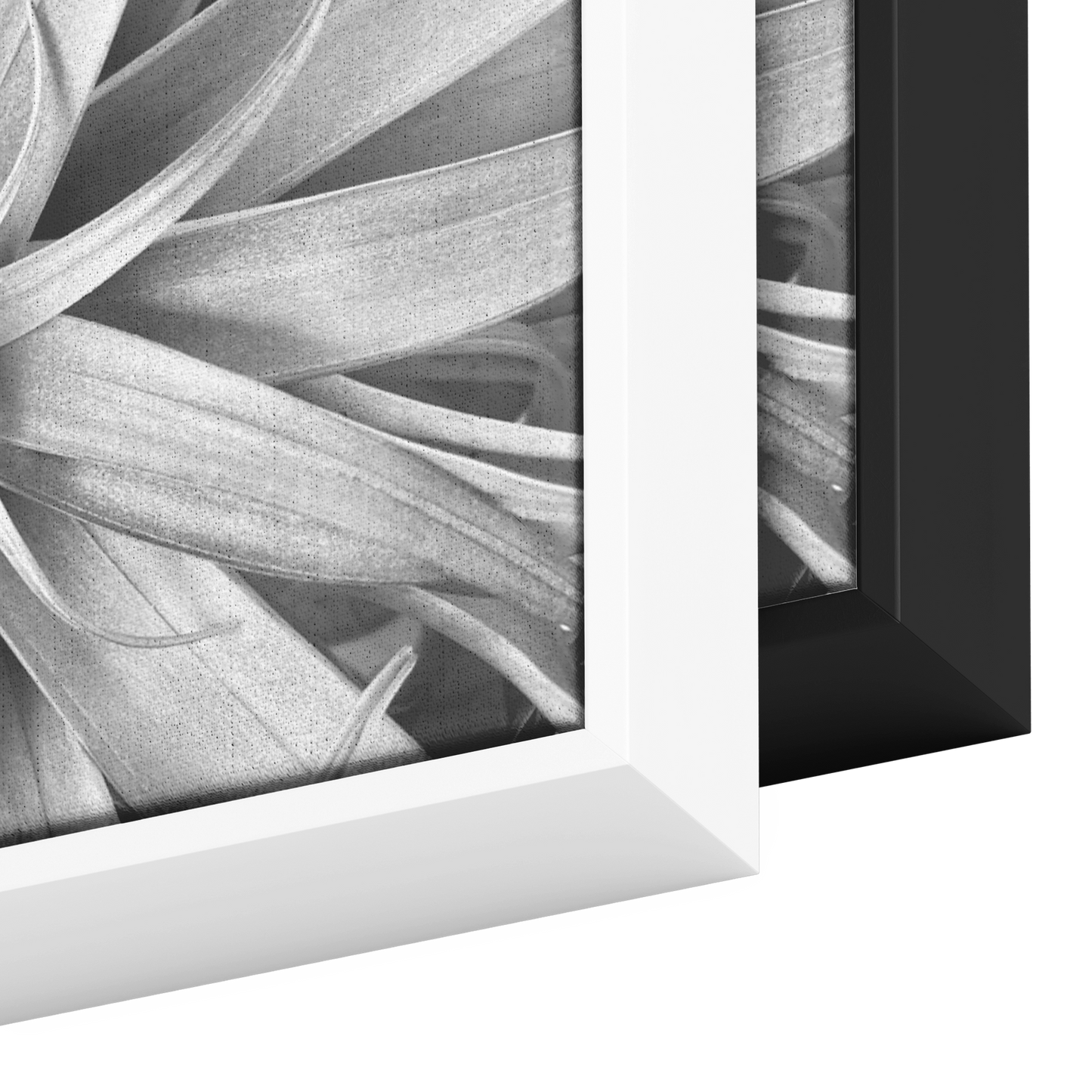 Air_Plant_Canvas_Framed_Canvas_Square_Color_Options_Mockup.png