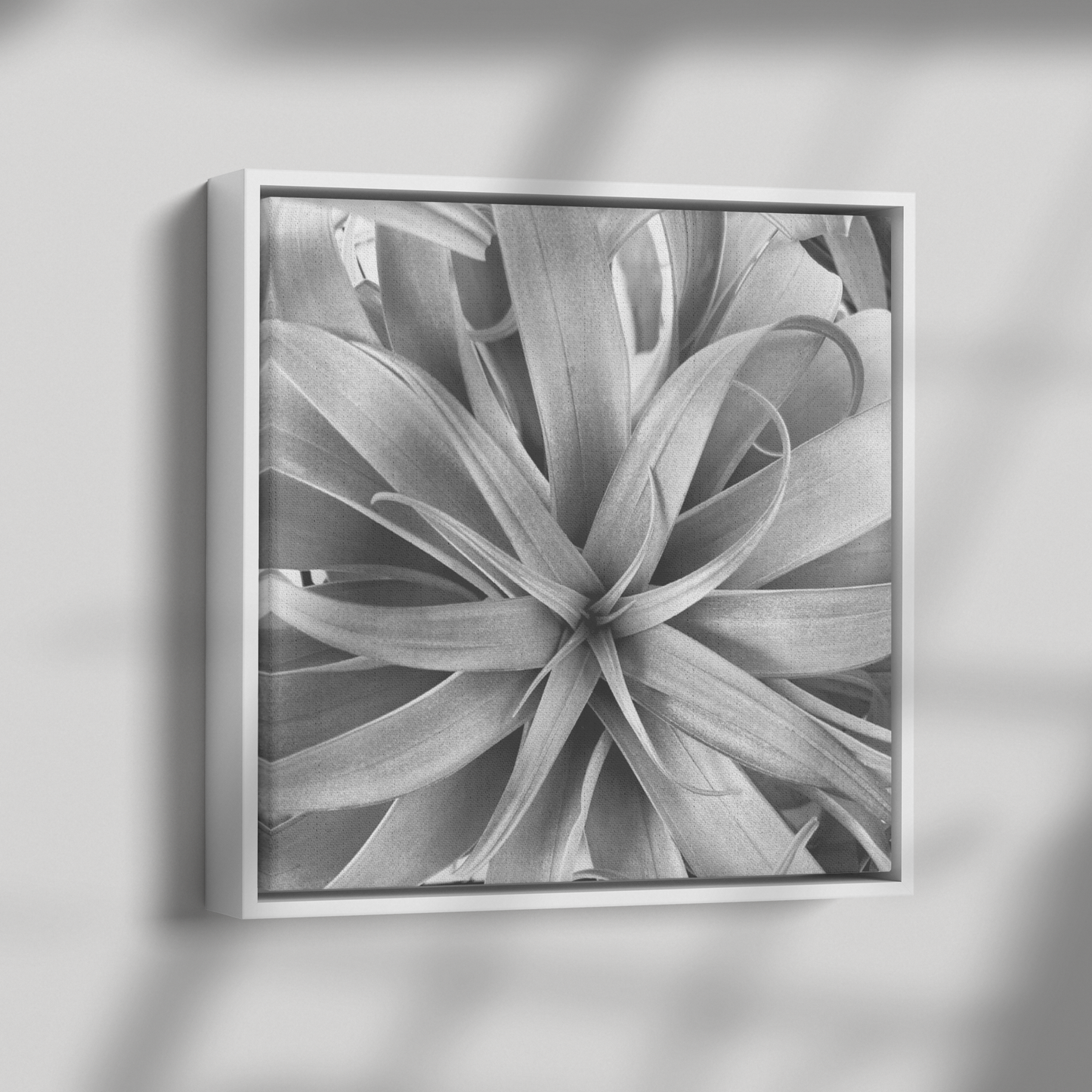 Air_Plant_Canvas_Framed_Canvas_Square_Dramatic_Shadow_Mockup.png
