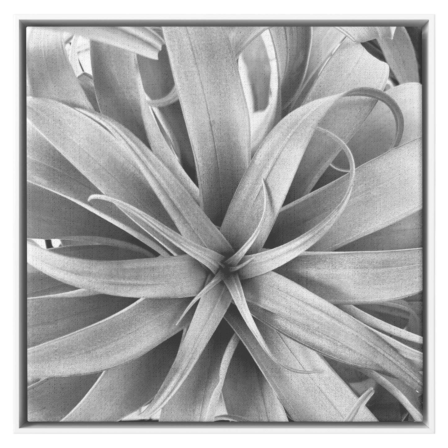 Air_Plant_Canvas_White_Framed_Canvas_Square_Main_Mockup.png