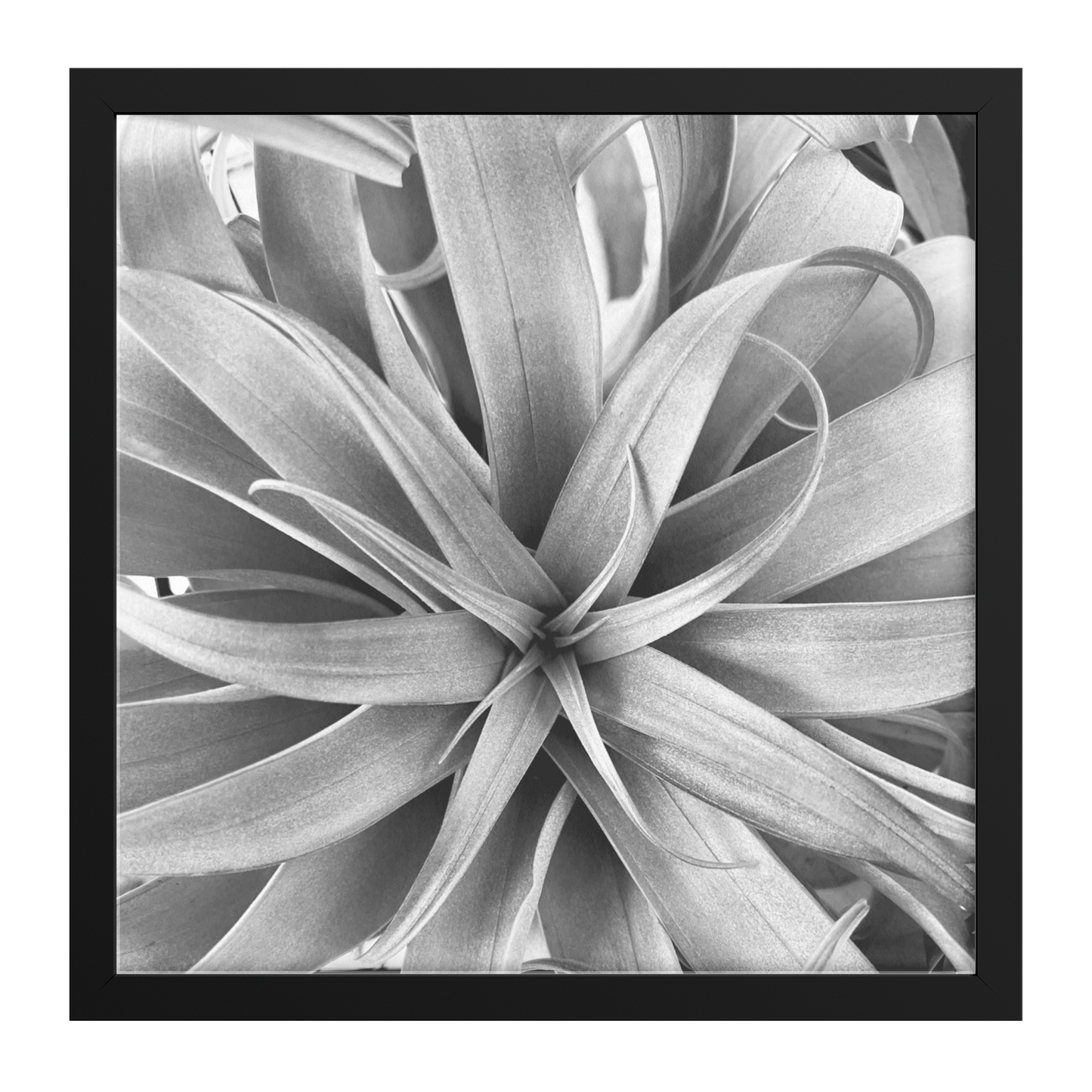 Air_Plant_Print_FAP_Square_Main_Black_Mockup.png