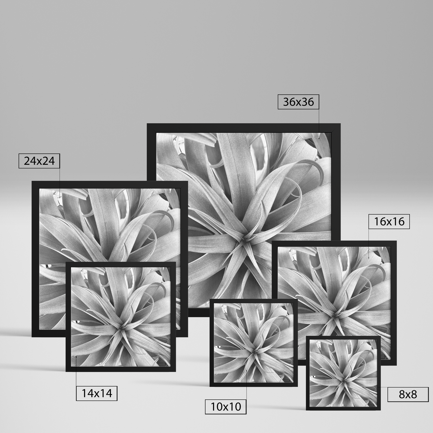 Air_Plant_Print_FAP_Square_Size_Options_Mockup.png