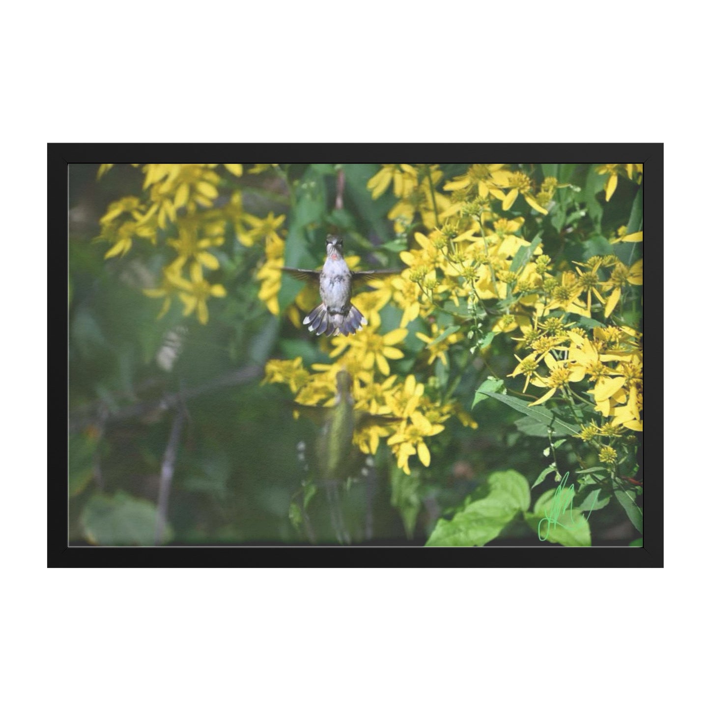 Two Hummingbirds (Print)