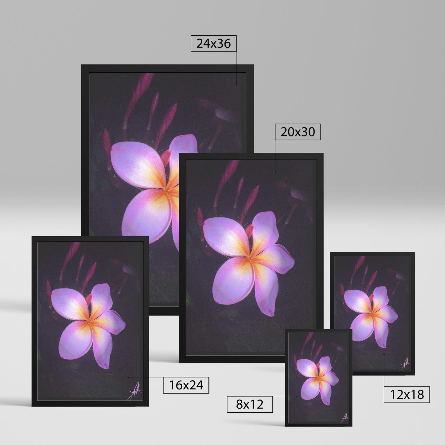 Night Plumaria (Print)