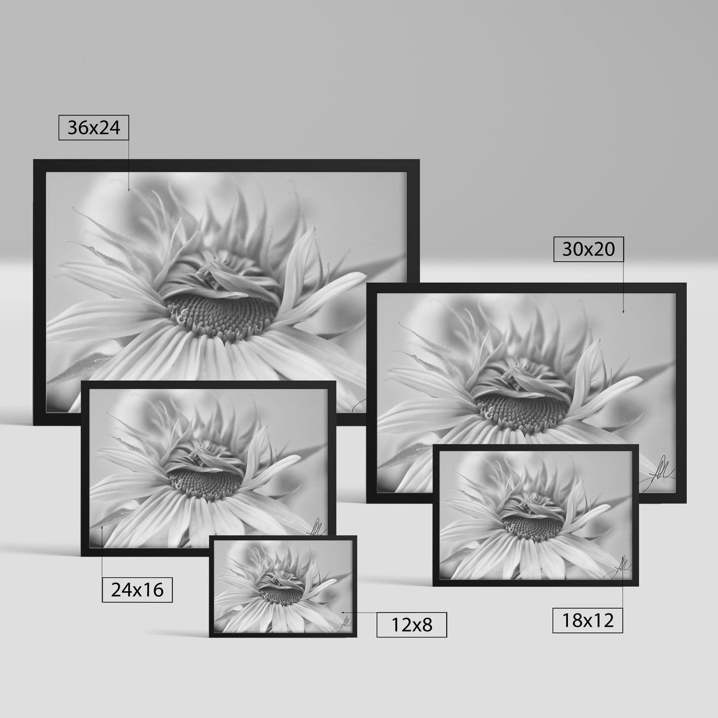 Sunflower (Print)