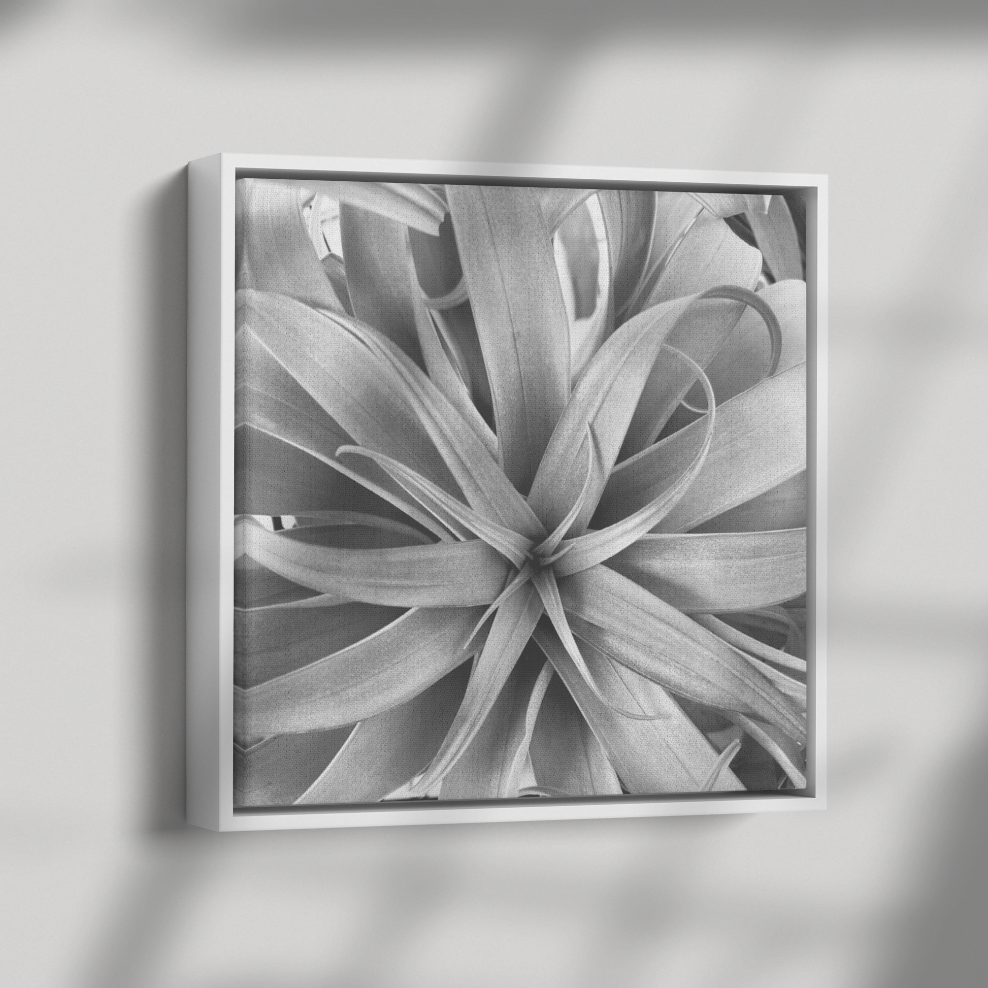 Air_Plant_Canvas_Framed_Canvas_Square_Dramatic_Shadow_Mockup.png