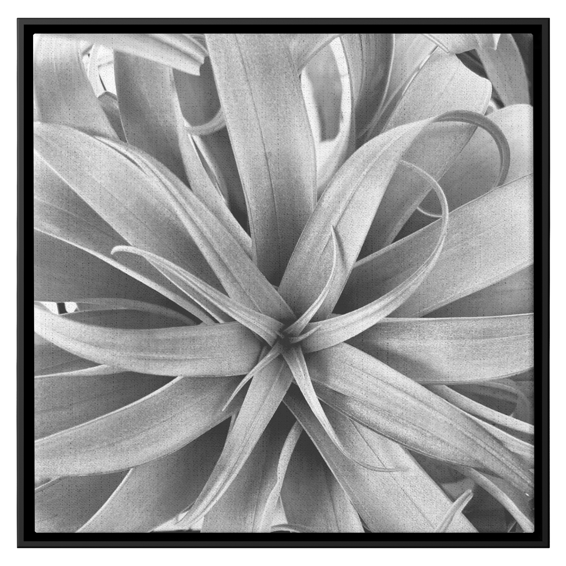 Air_Plant_Canvas_Framed_Canvas_Square_Main_Mockup.png