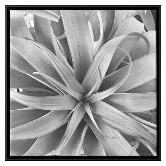Air_Plant_Canvas_Framed_Canvas_Square_Main_Mockup.png