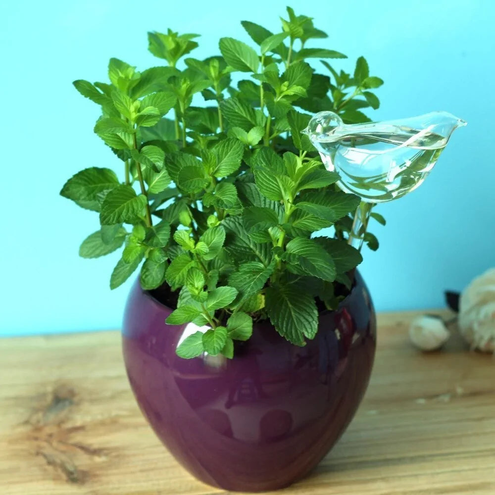 Self Watering Plant Glass