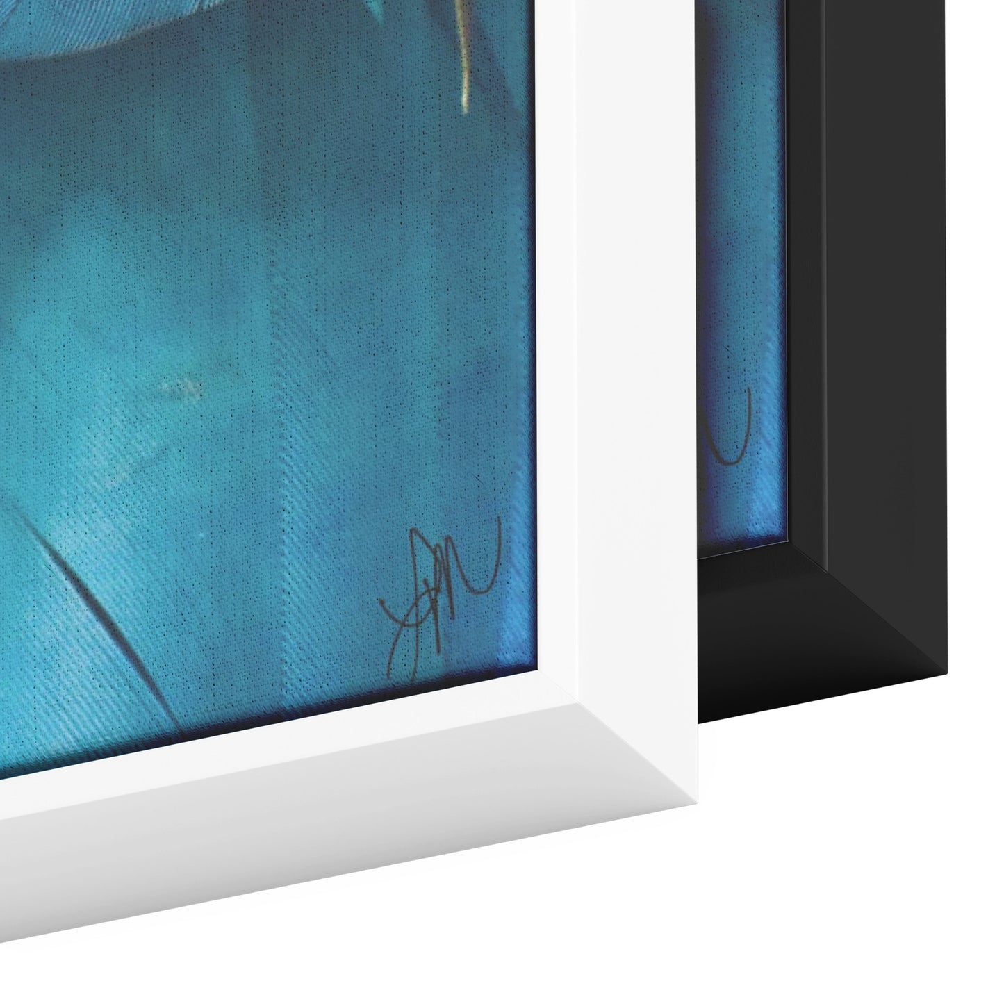 Feathered Shades of Blue