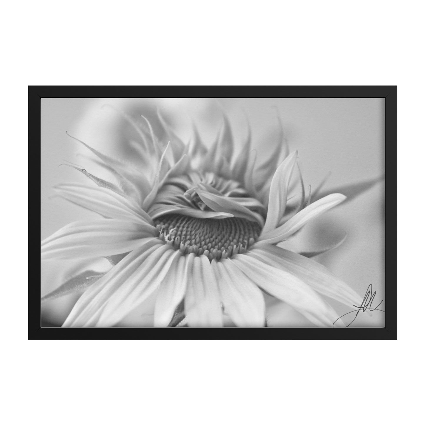 Sunflower (Print)